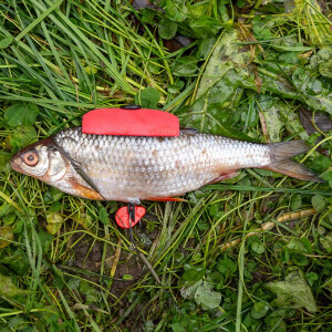 Zeck Rucksack Float Mix | 2 Stk.