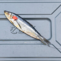 Zeck Twin Treble #2 Rig