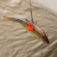 Zeck Treble Rig