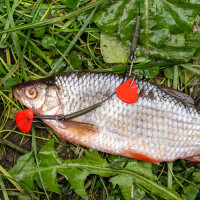 Zeck Single Hook & Treble Rig