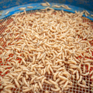 Sonubaits Maggot Glue 300g - Madenkleber