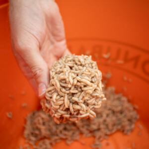 Sonubaits Maggot Glue 300g - Madenkleber