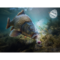 D Snax Shell Köder 14Mm/30G gallery