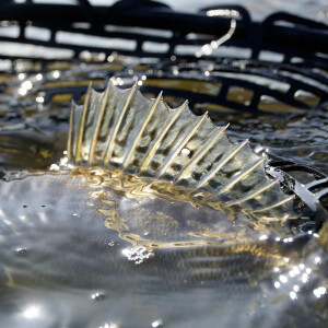 ZECK ZANDER Scheppkelle Kescher