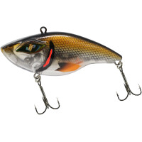 Brown Shiner