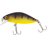 Yellow Perch